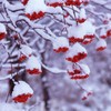 謹賀新年　日本の赤と白