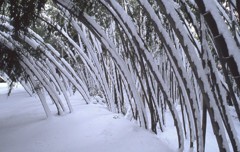 竹林の雪