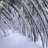 竹林の雪