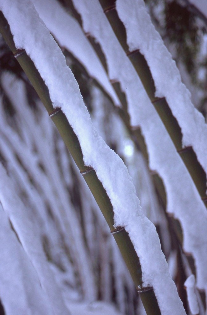 着雪
