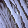 着雪
