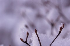 冬を耐える