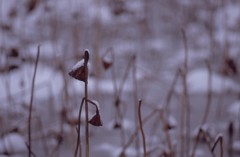 蓮に降る雪