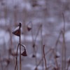 蓮に降る雪