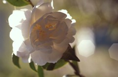 冬の花