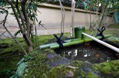 竹と苔の青