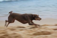 野良犬