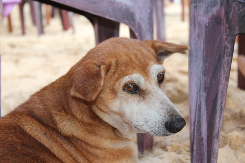 野良犬②