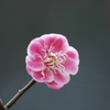 法華嶽公園　梅