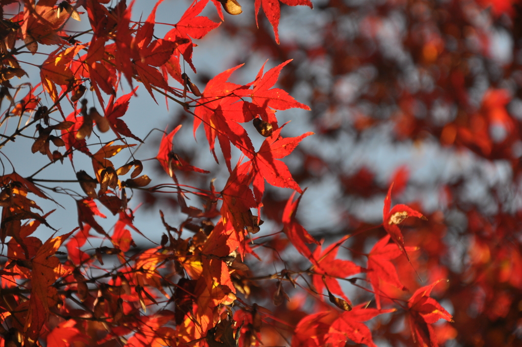 秋篠寺の紅葉