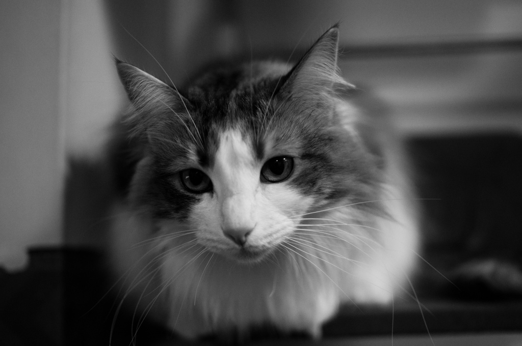 neko