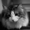 neko