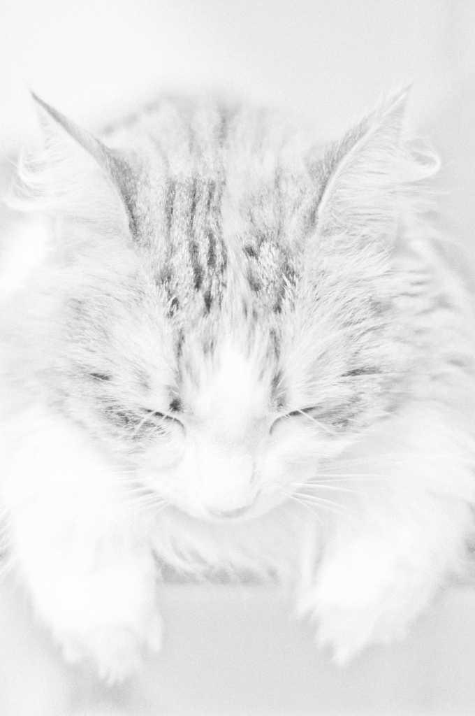 neko
