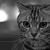 neko