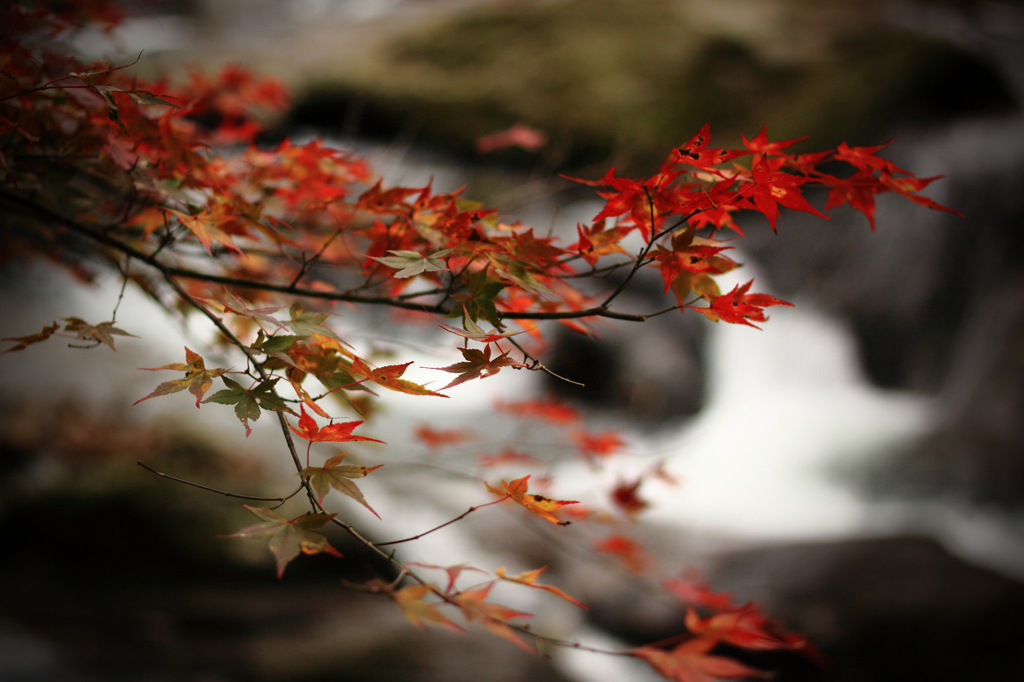 渓流と秋