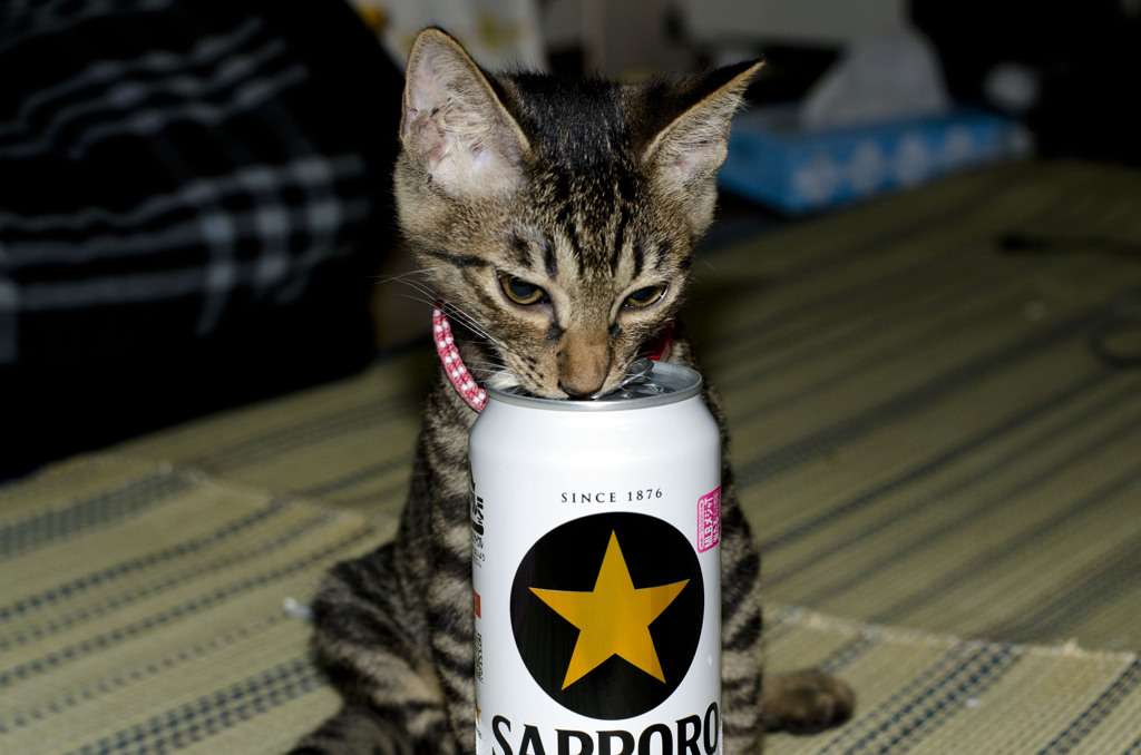 結局飲んでる黒ラベル♪