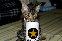 結局飲んでる黒ラベル♪