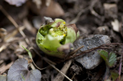 ハルノアシオト