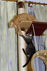 あぶにゃい、つかまるんにゃ！