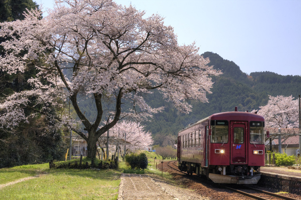 桜鉄