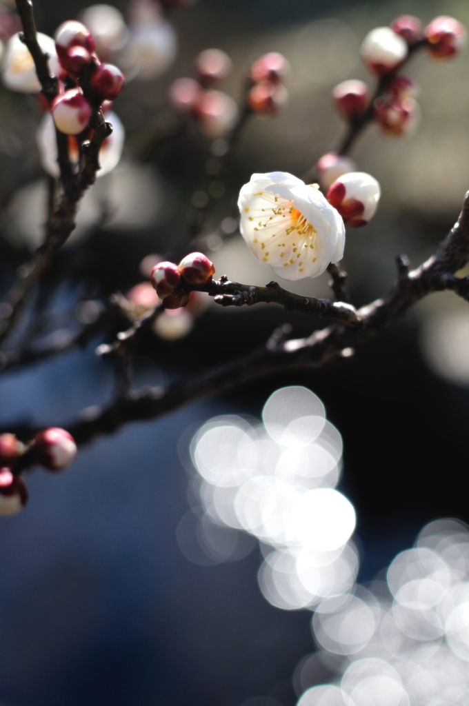 Light plum blossoms