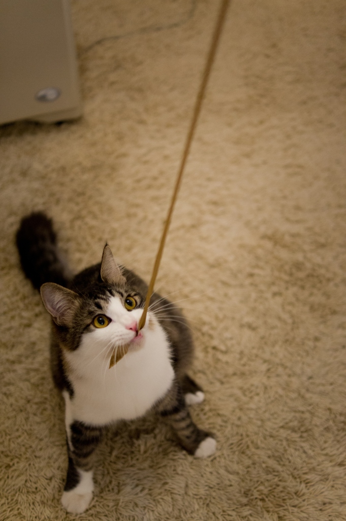 Catch!!!