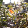 Light of the spring