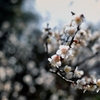 Full bloom light