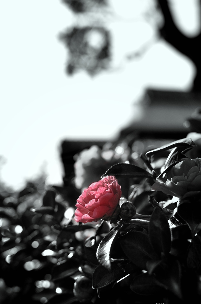 Pure pink