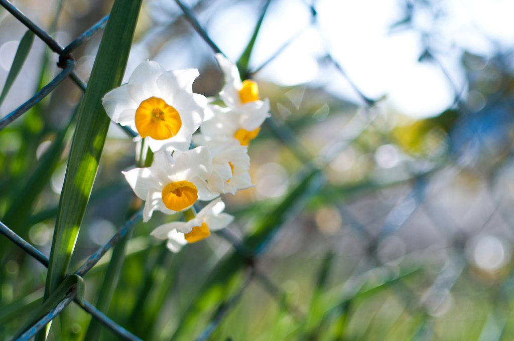 Twinkle daffodil