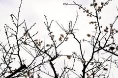 Gracefully-shaped branches