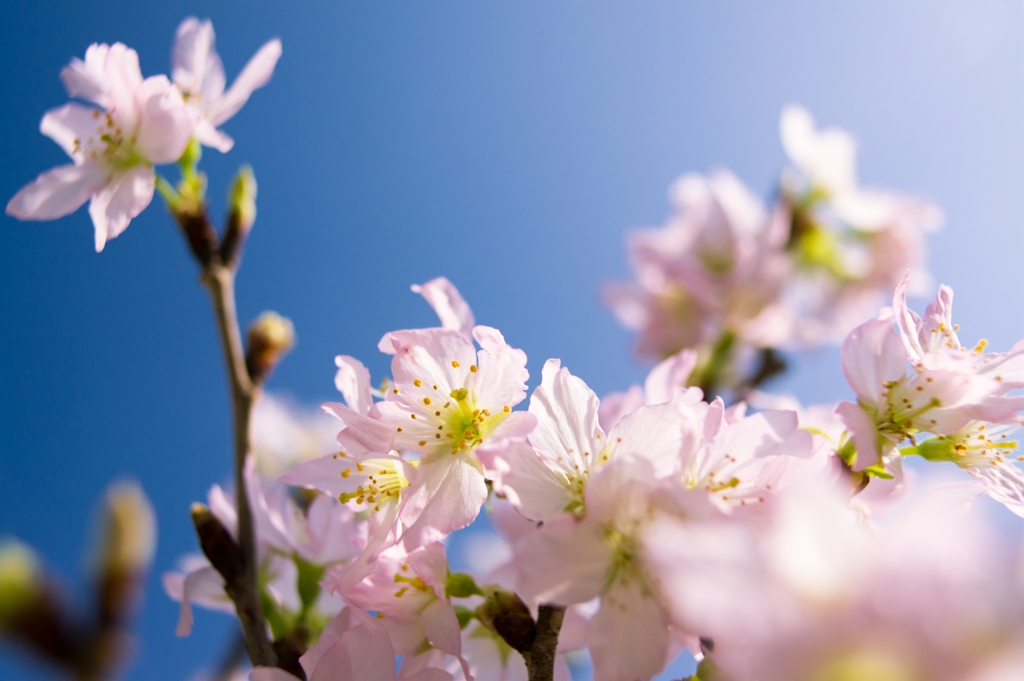 Flower of hope