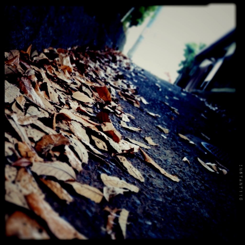 Leaves the road