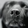 Cute nose