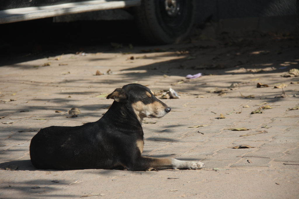 犬