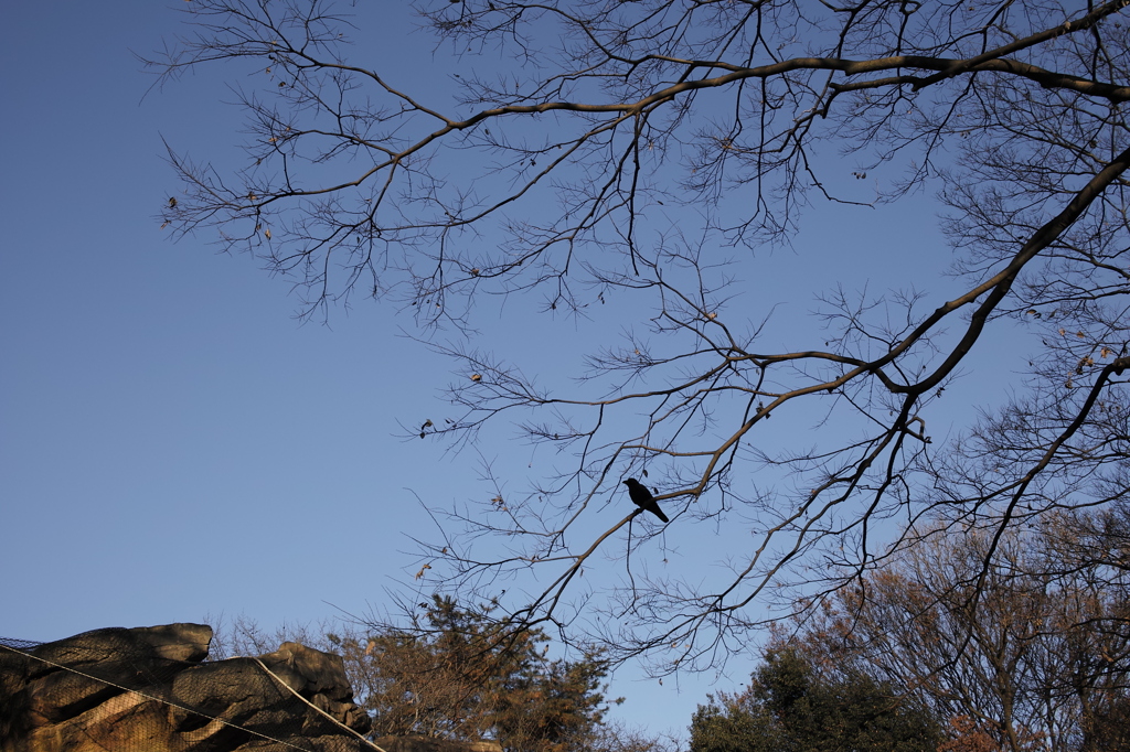 カラス