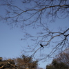 カラス