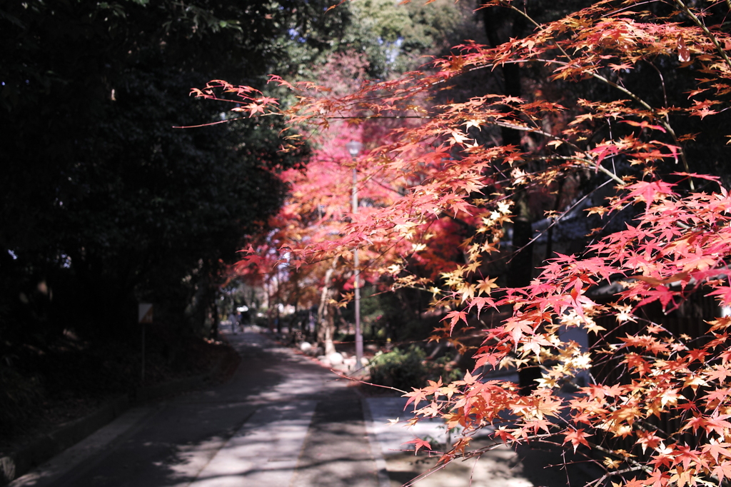 まだまだ紅葉がり