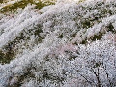 雪の華