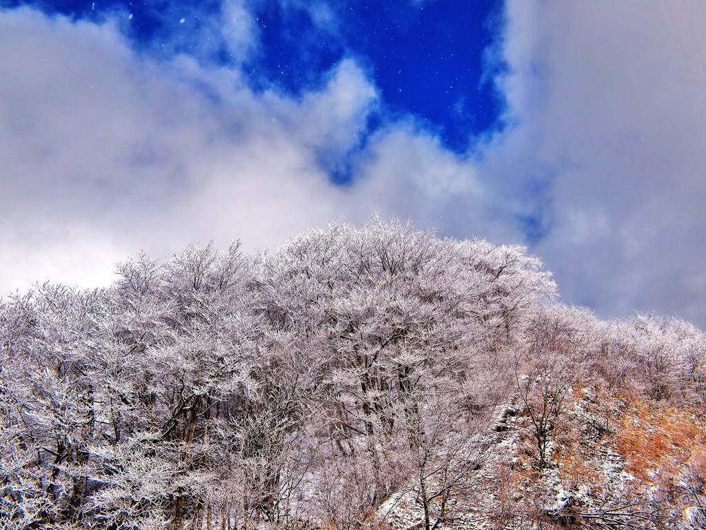 樹氷の光