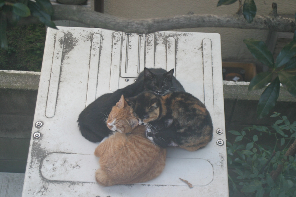 ねこたま