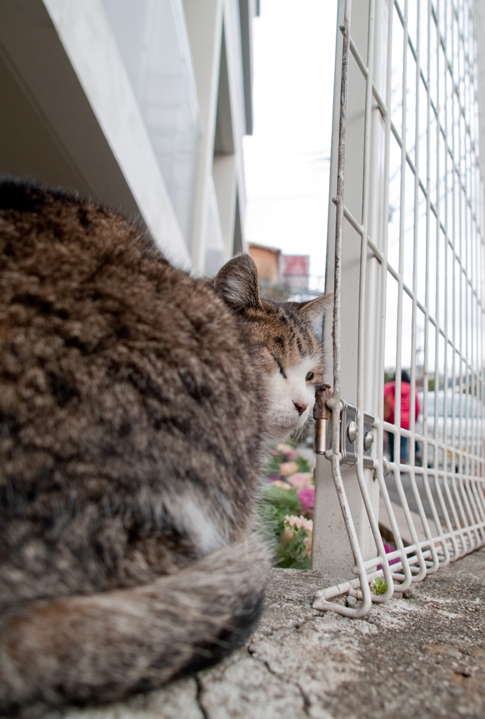 まちねこ