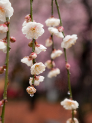 雨咲き梅