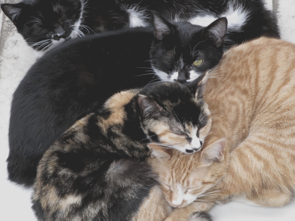 のらねこだより・うるう年