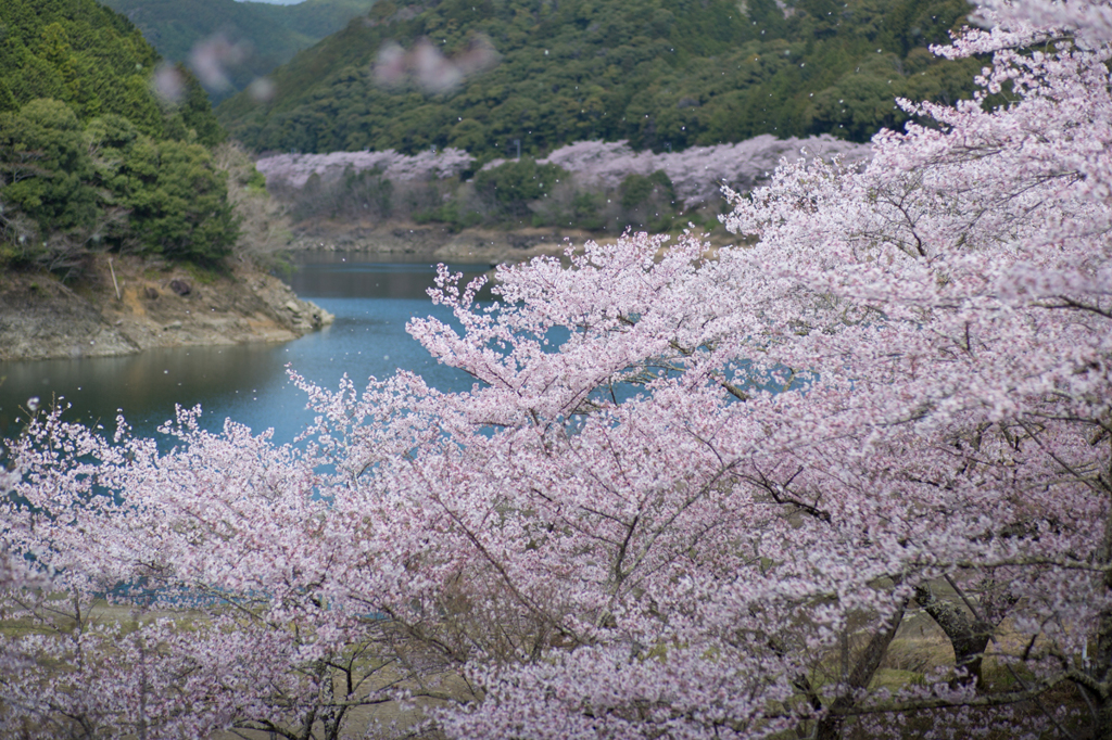 清流と桜
