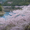 清流と桜