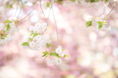 SAKURA blooming