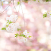 SAKURA blooming