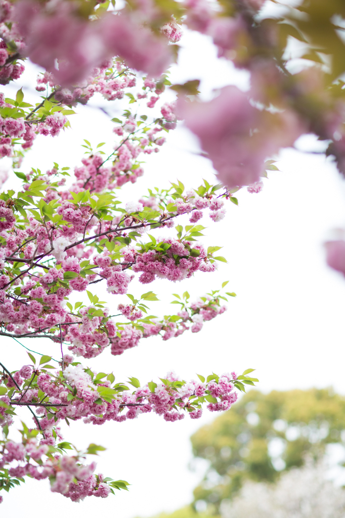 松前琴糸桜