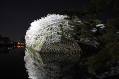 彦根城夜桜